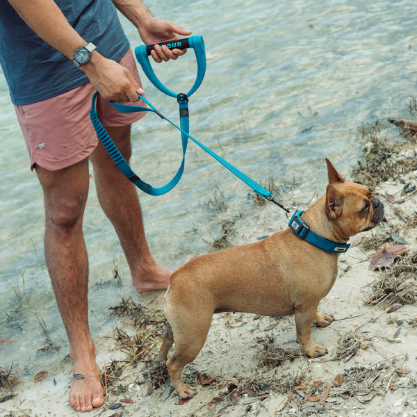 Dog Leash